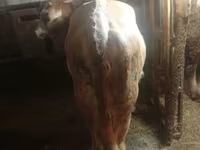 گاو ماده, گاو — عکس 6