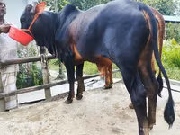Lembu betina, Cattle — foto 2