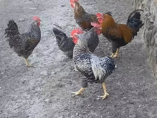 Chickens