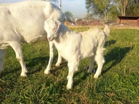 بز ماده, Saanen goat — عکس 3