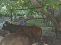Vaca, Bovinos — foto 3