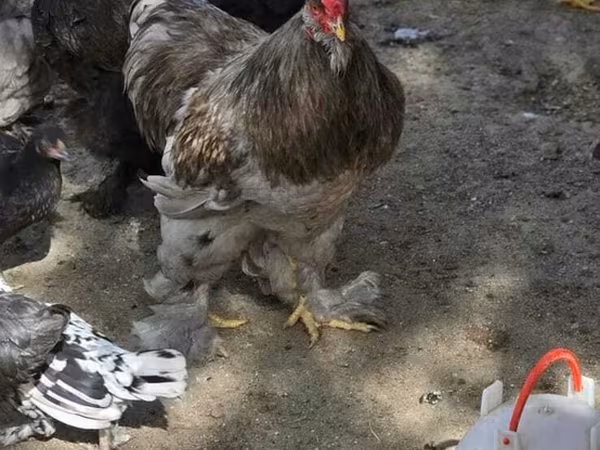 Brahma