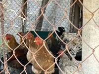 Chickens — تصویر 2