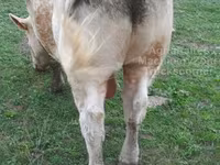 Tyre, Charolais cattle — foto 2