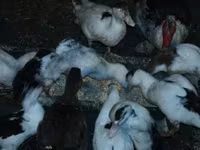 Ducks — Foto 3