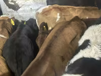 Lembu ternakan (lot, jantina tidak dinyatakan), Simmental cattle — foto 7