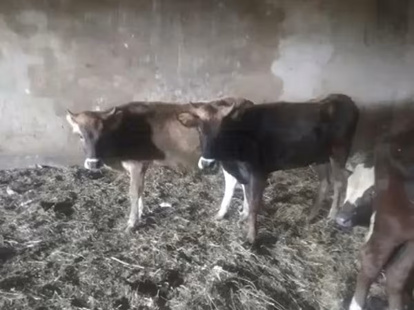 ላም, Cattle