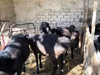 የጎትት አውራ በግ, Sheep — ፎቶ 4