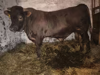 گاو نر, Charolais cattle — عکس 7
