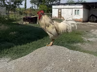 Derbyshire Redcap — foto 1