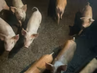 Boar, Pigs — photo 2
