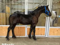 Faras, Dutch warmblood horse — sawirka 3