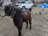 بکرا, بکریاں — تصویر 2