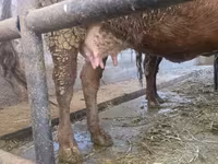 Krava, Simmental cattle — fotografija 6