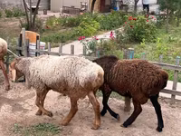 Ovan, Edilbay sheep — fotografija 2