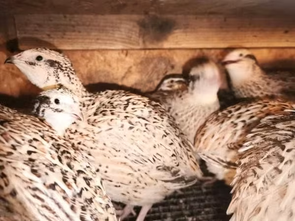 Quails