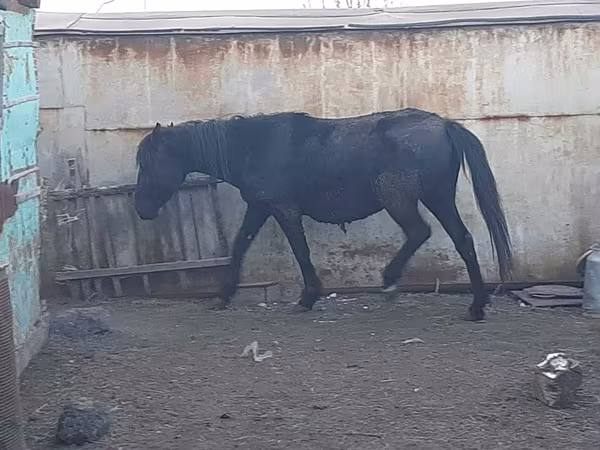 კვიცი, Horse breed