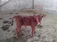 گاو ماده, Red Estonian cattle — عکس 3