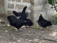 Ayam Cemani — foto 6