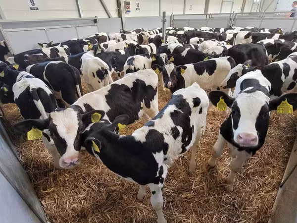 Tyre, Holstein-race