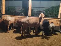 Sheep, Sheep — photo 4