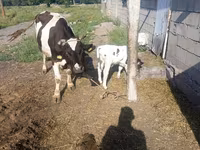 Lembu betina, Russian Black pied cattle — foto 2