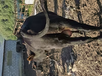 Bou, Bovine — foto 6