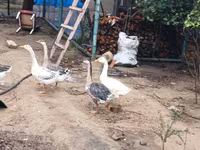 Geese — عکس 3