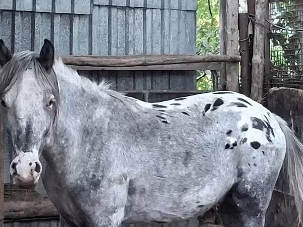 Aygır, Appaloosa