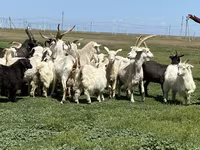 Cabra, Cabras — foto 1