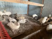 Quails — Foto 2