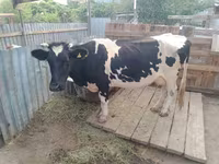 Mucca, Latvian Blue cattle — foto 2