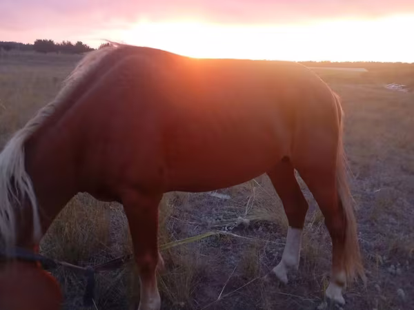 Hingst, Heste