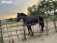 Kůň, Koně — foto 4