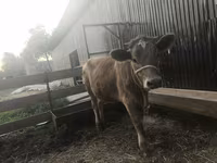 Krava, Swiss cattle — foto 1