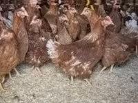 Chickens — foto 2