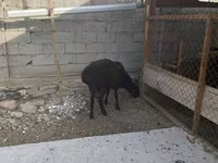 Widder, Hissar sheep — Foto 7