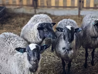 Widder, Romanov sheep — Foto 1