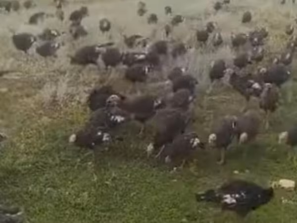 Turkeys