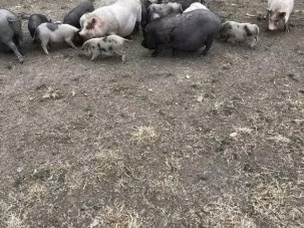 Säue, Вьетнамская вислобрюхая