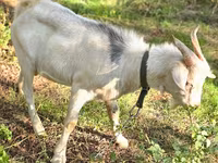 Bak, Nubian Goat — 1. fotó