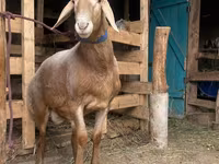 Ovan, Arashan sheep — fotografija 6