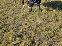 Tyre, Holstein-race — foto 3