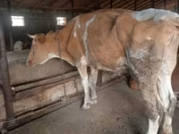 암소, Simmental cattle — 사진 5