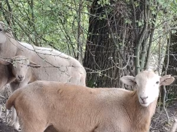 Ram, Katum sheep