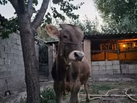 Lembu jantan, Cattle — foto 7