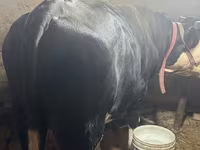 گاو ماده, Simmental cattle — عکس 2