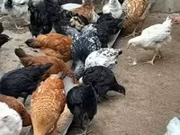 Chickens — 2 зураг