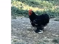 Chickens — عکس 2