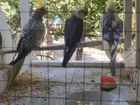 Nimfa (Cockatiel) tutuquşuları və quşlar üçün geniş qəfəs dəsti — عکس 2